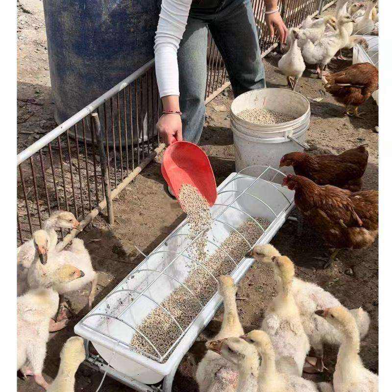 How to Humanely Deter Grackle Birds from Your Property