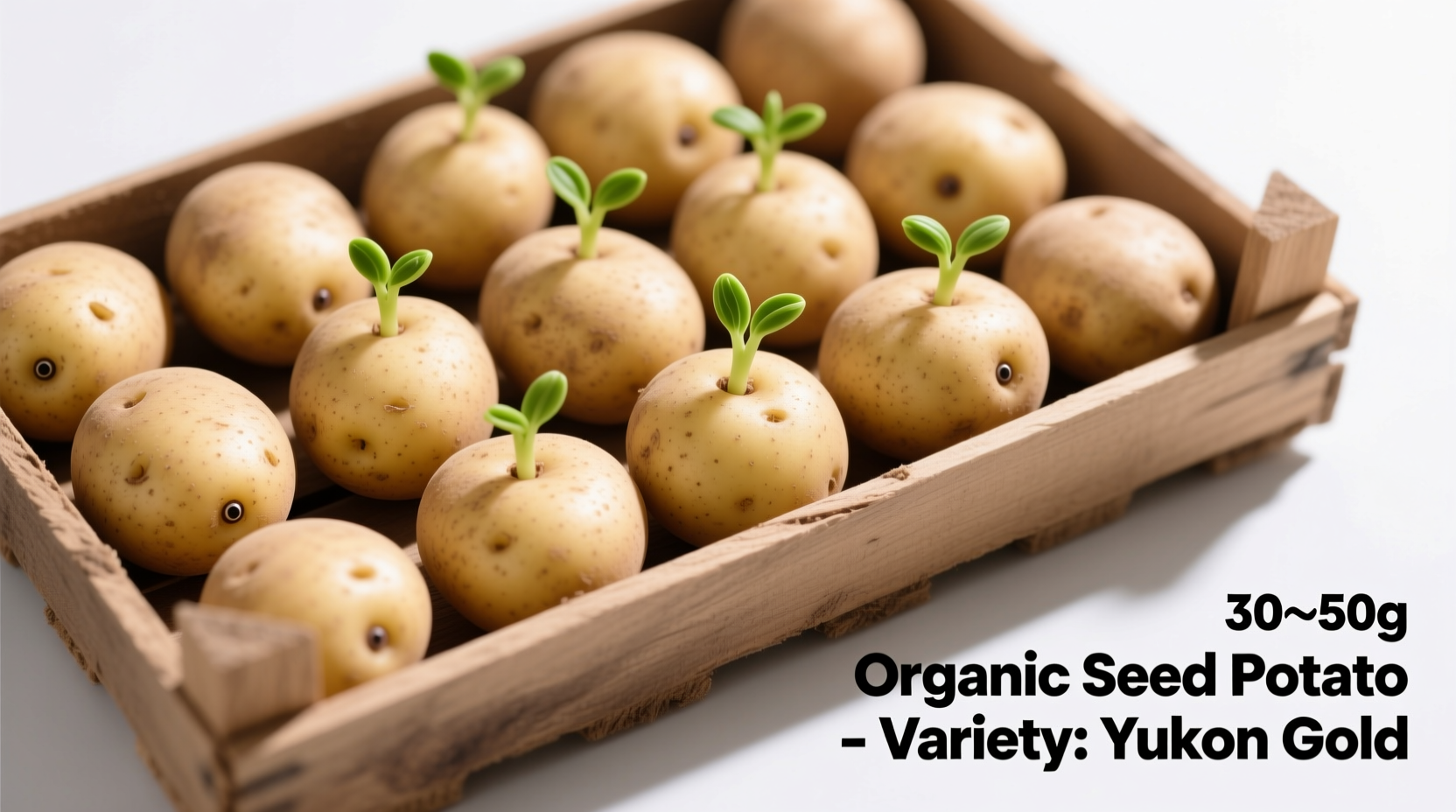 Potato Seed for Sale: What Gardeners Actually Need to Know