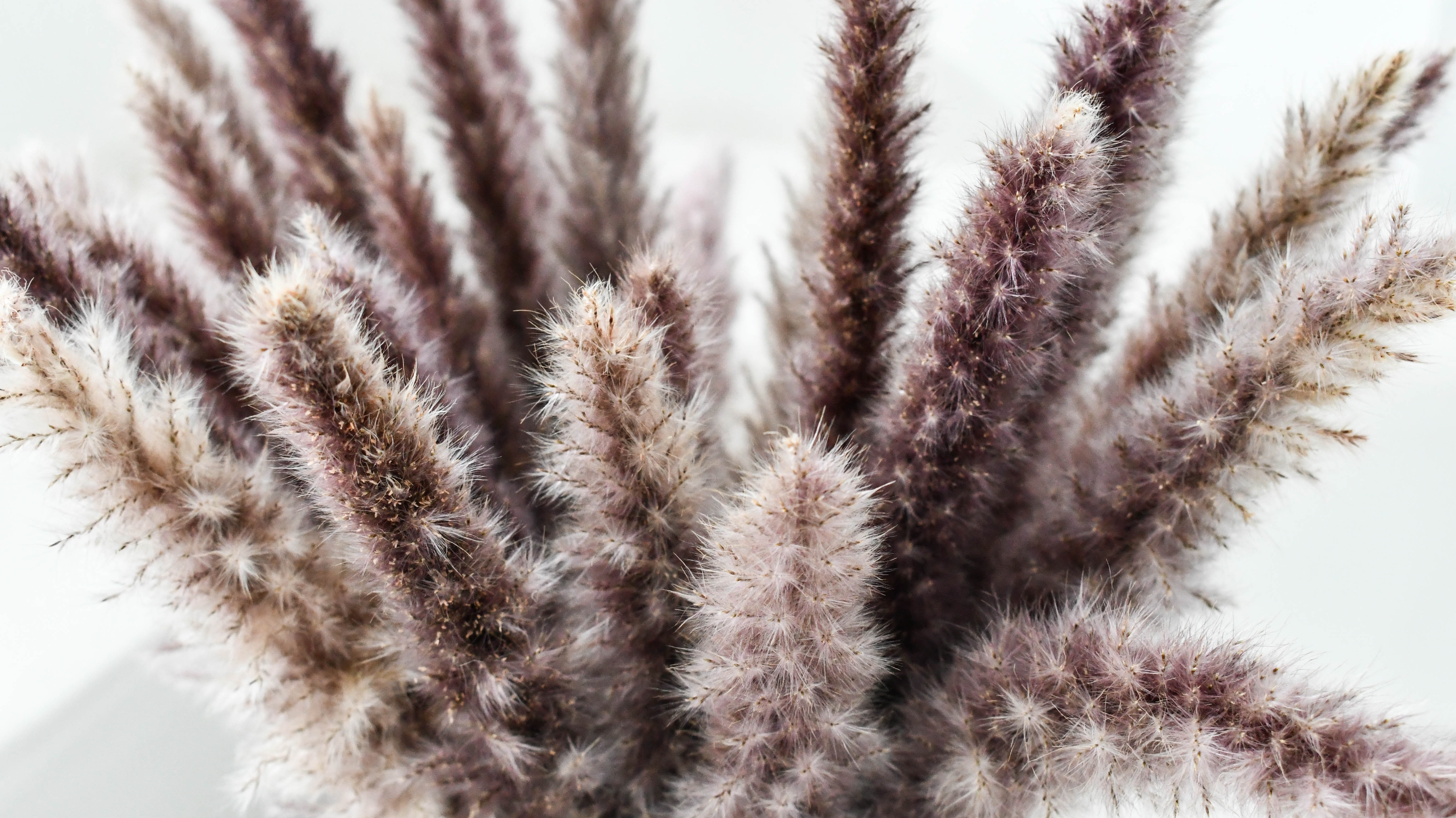 亚马逊圣诞花天然干花天然干小潘帕斯草出售 - buy pampas grass