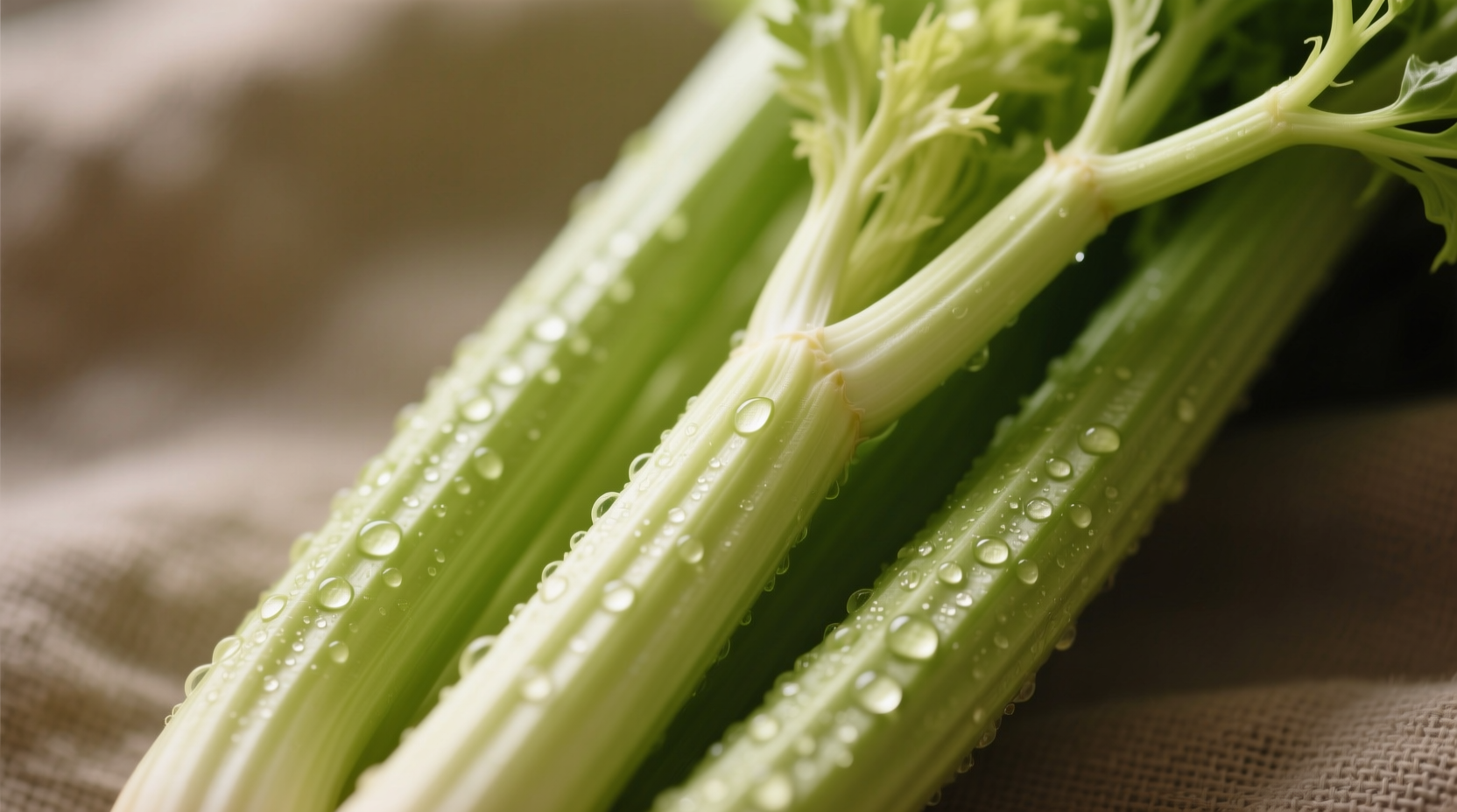 Fresh celery stalks with visible fibrous strands