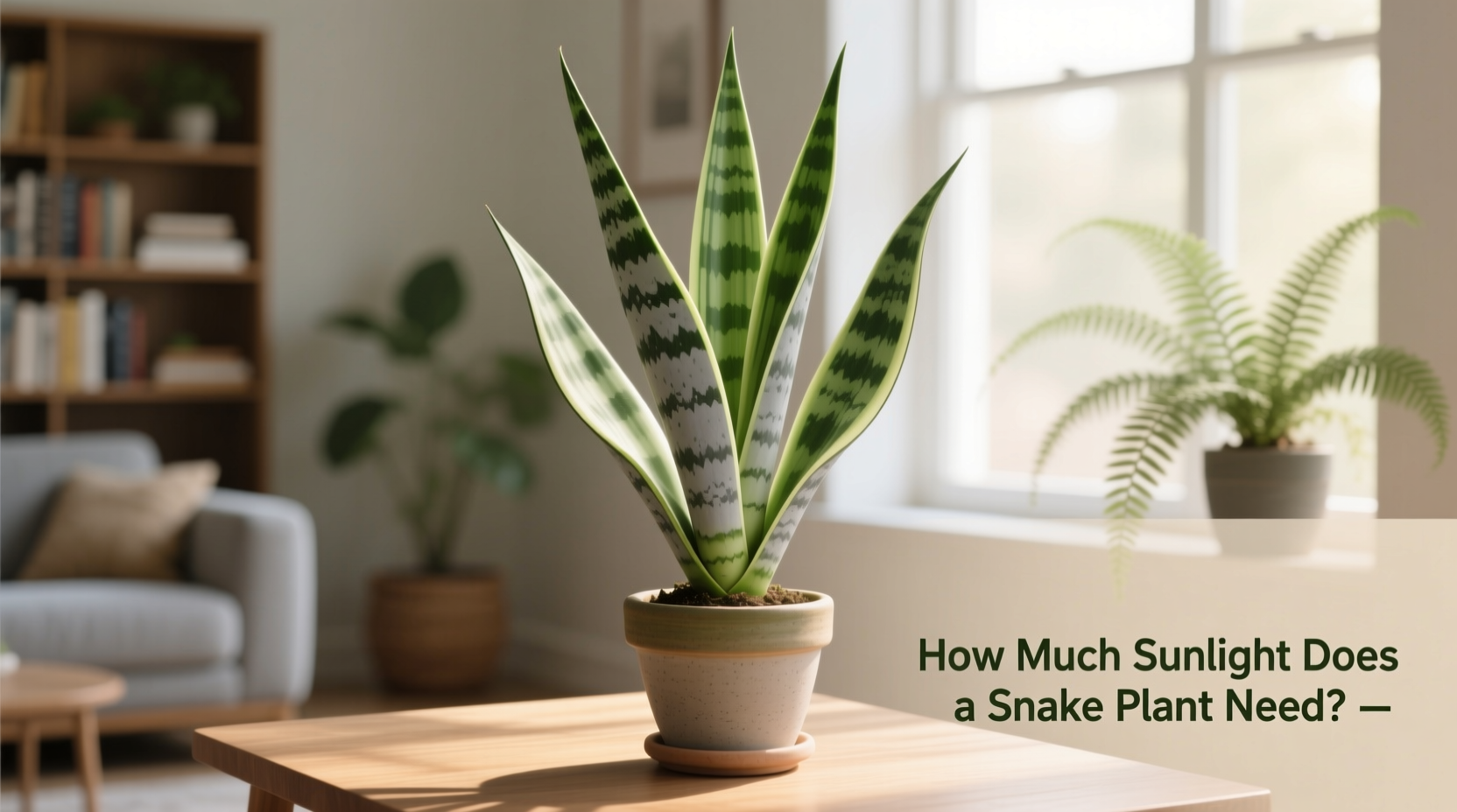 how much sunlight does a snake plant need