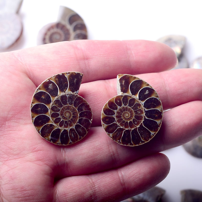 ペンダント用卸売ペアアンモナイト化石コンクマダガスカルアンモナイト