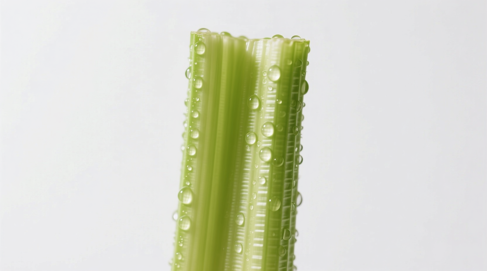 what is a celery stalk