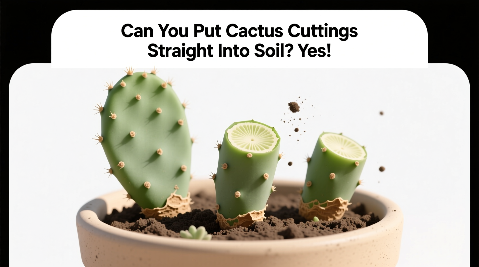 can you put cactus cuttings straight into soil