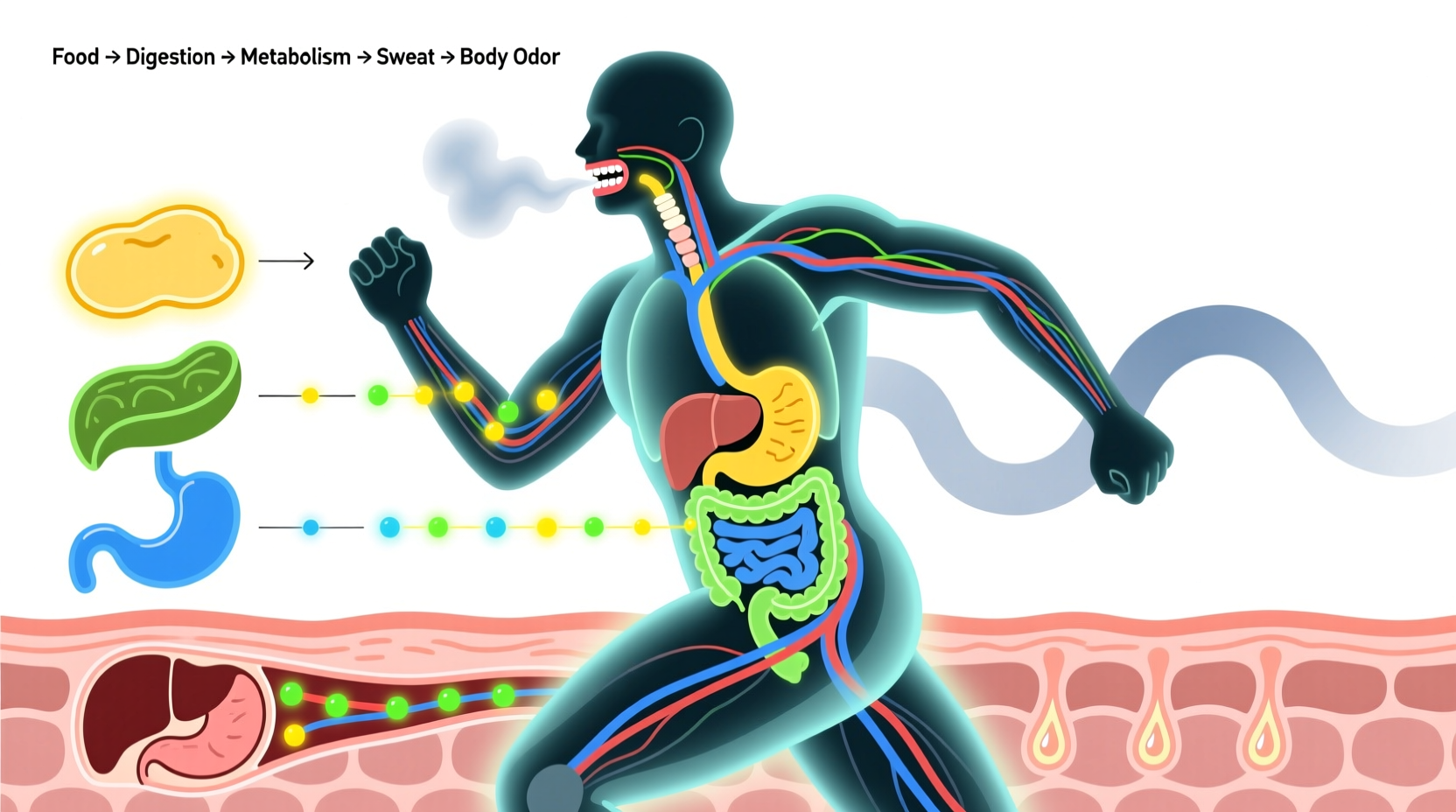 Illustration showing food metabolism process affecting body odor