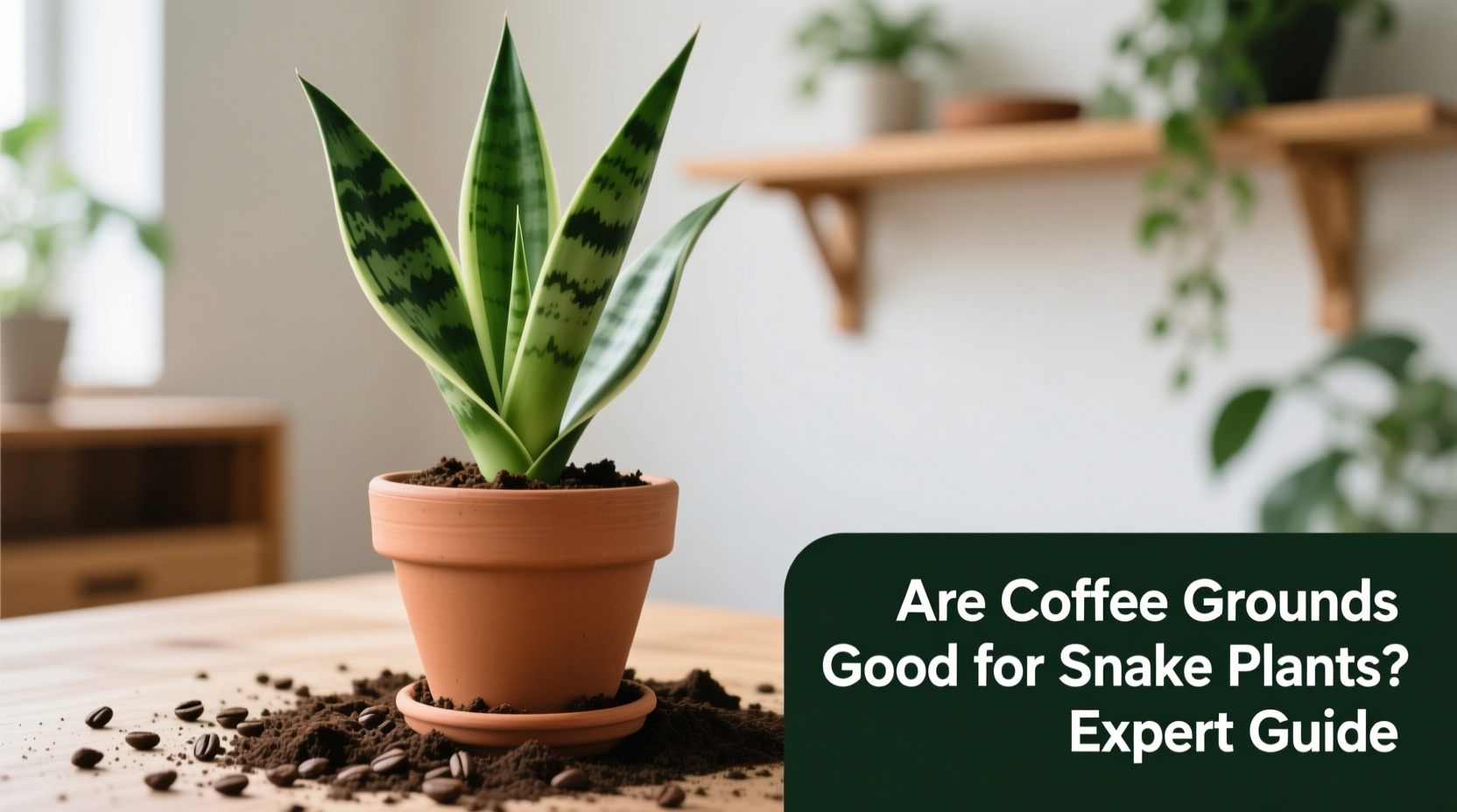 are coffee grounds good for snake plants