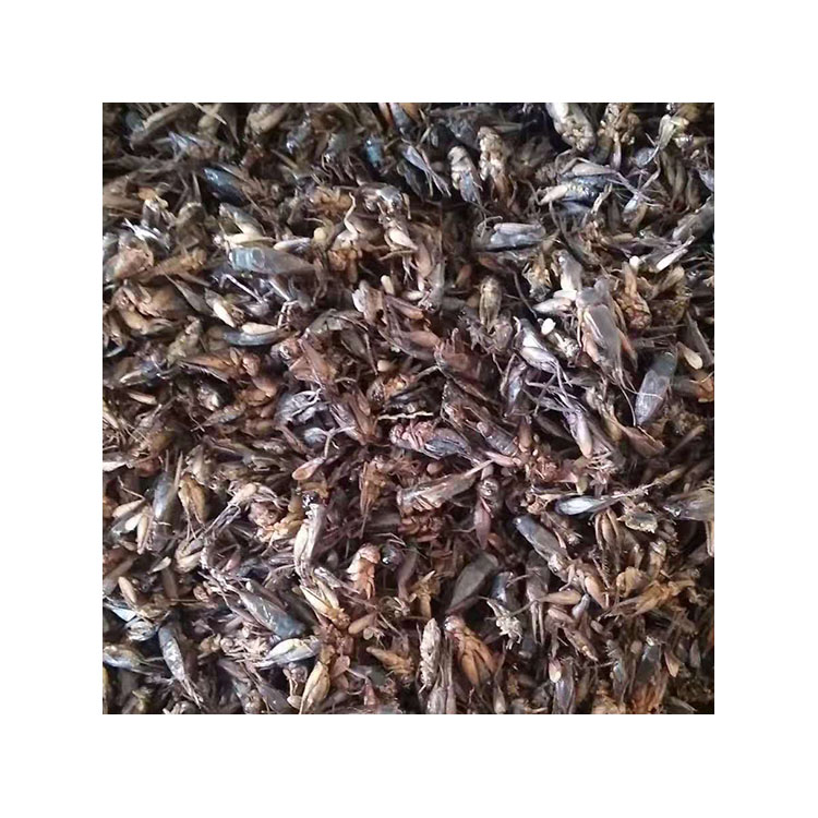 Competitive Price dried crickets for wild bird food
