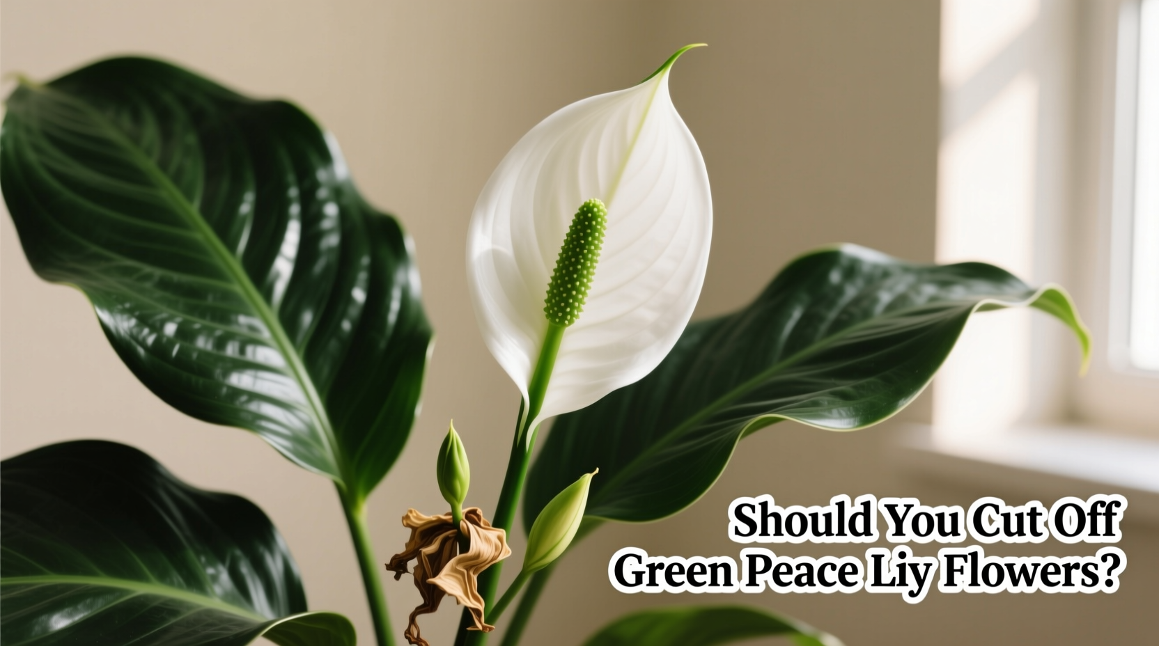 Should You Cut Off Green Peace Lily Flowers?