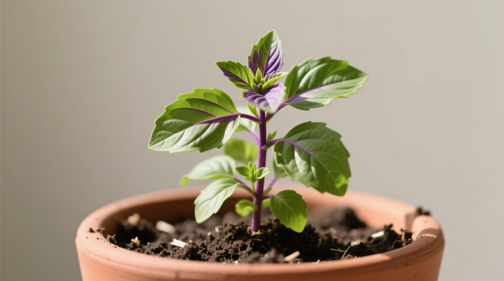 Holy basil plant in terracotta pot showing purple stems and green leaves, grown in well-draining soil mix