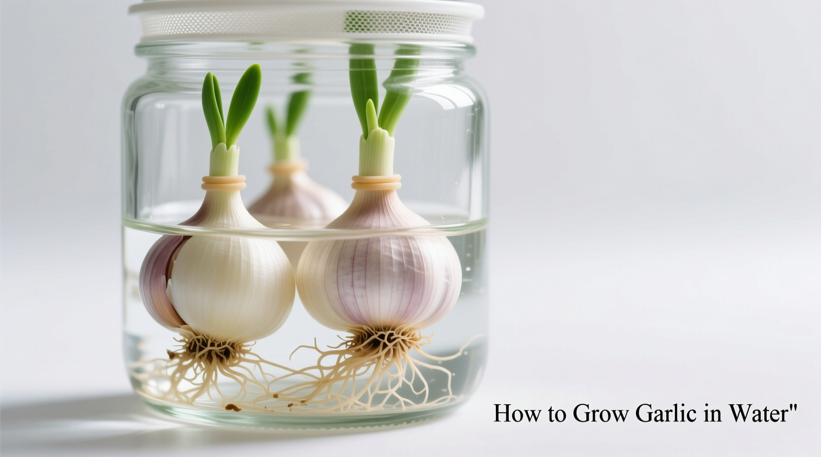 How to Grow Garlic in Water: Simple Indoor Method for Fresh Greens