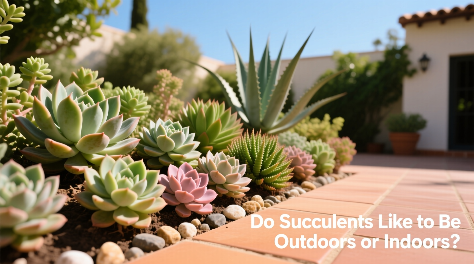 do succulents like tonbe outdoors or indoors