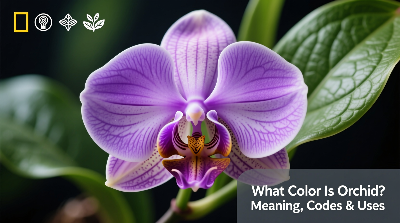 What Color Is Orchid? Meaning, Codes & Uses