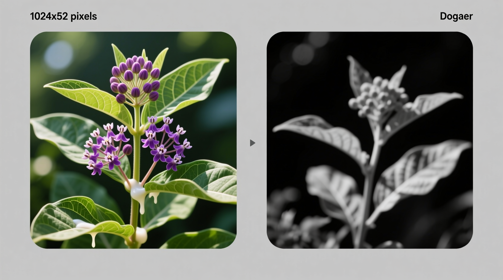 Side-by-side comparison: clear daylight photo correctly ID'd as milkweed vs. blurry shade photo misidentified as dogbane