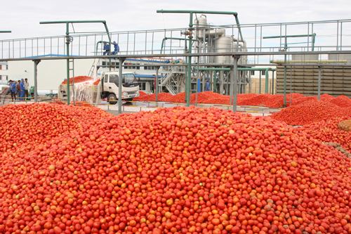 Mango Juice Concentrate Processing Plant Small Scale 1t/H