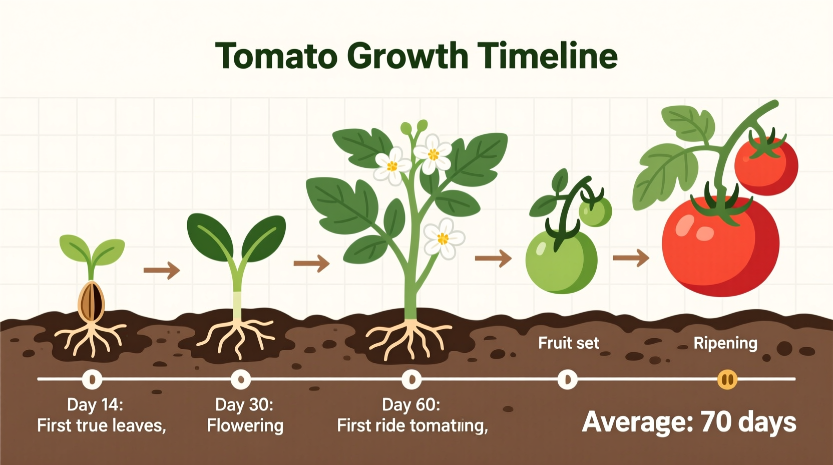 Tomato Growth Timeline: From Seed to Harvest (60-100 Days)