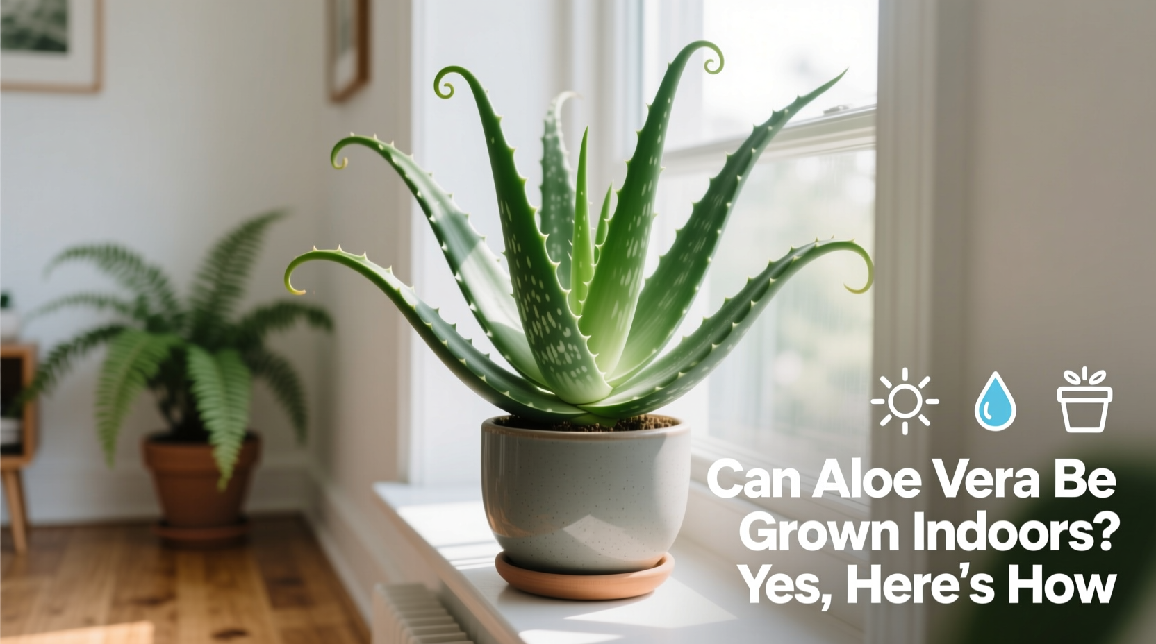 can aloe vera be grown indoors