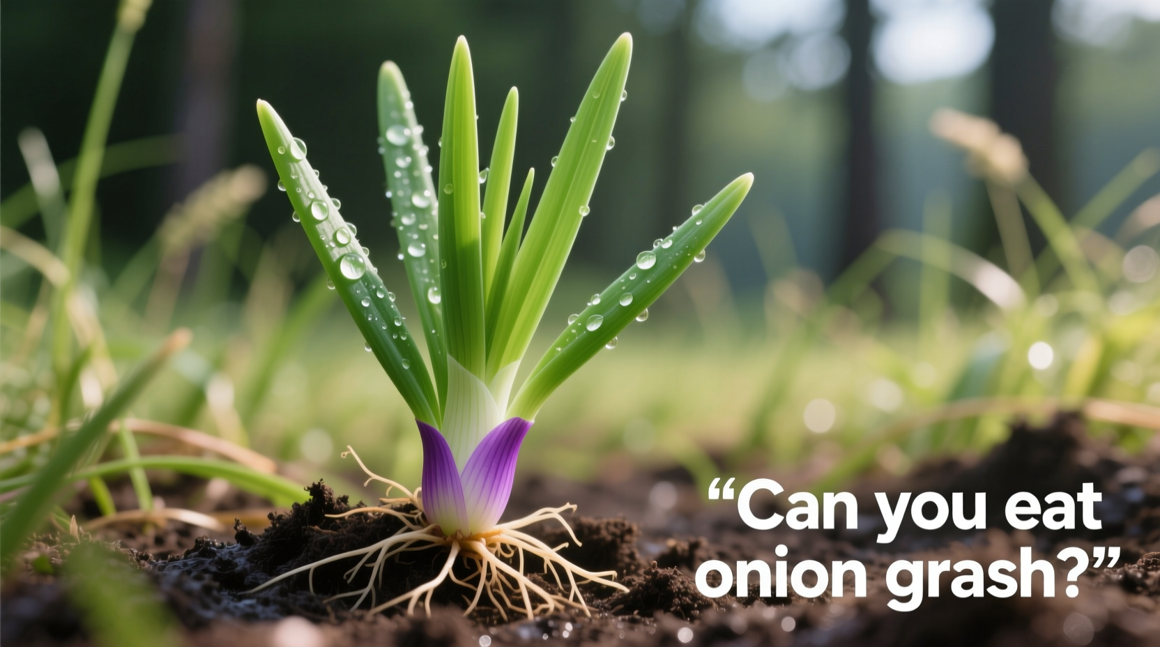 Can You Eat Onion Grass? Safe Identification Guide