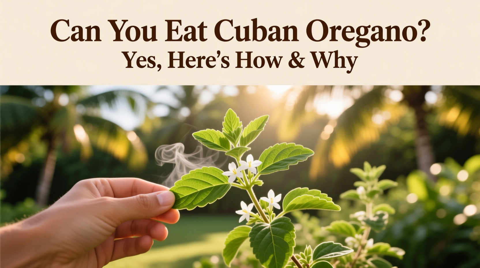 can you eat cuban oregano