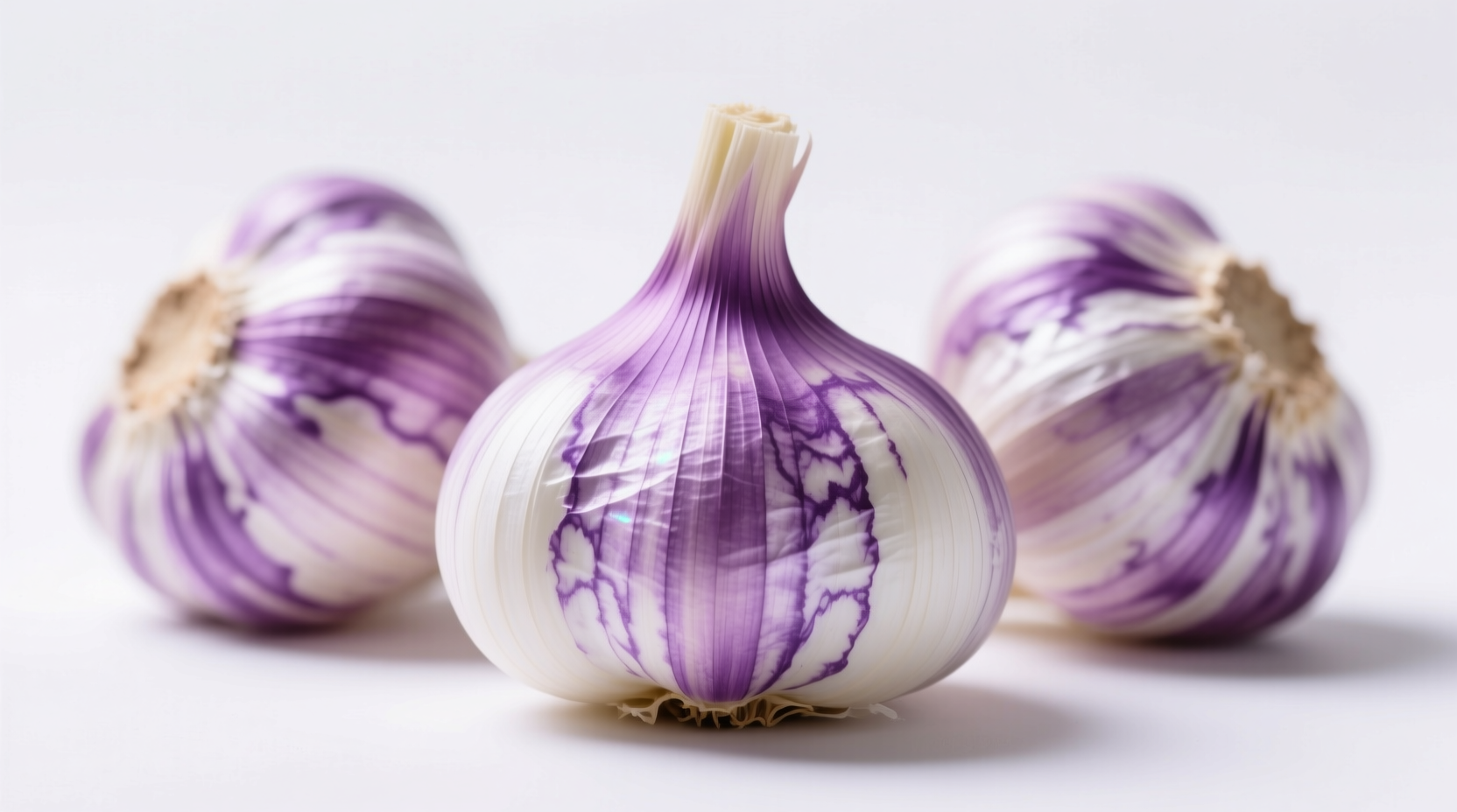 Fresh purple garlic bulbs with distinctive purple streaks on white background