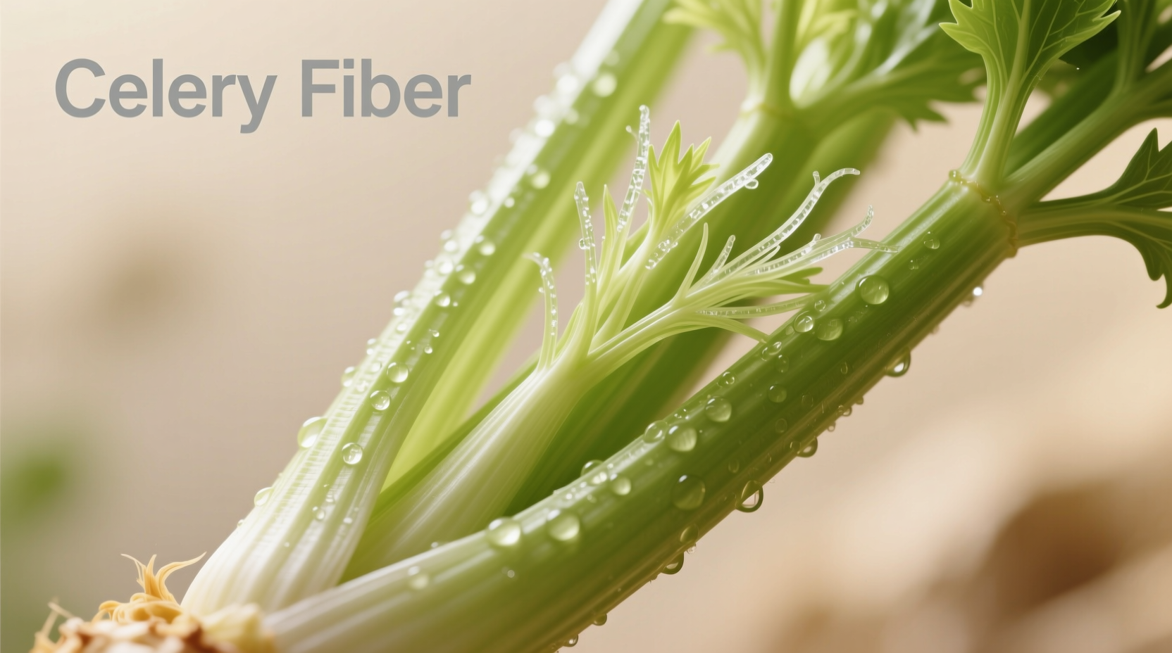 Celery Fiber Content and Health Benefits Explained