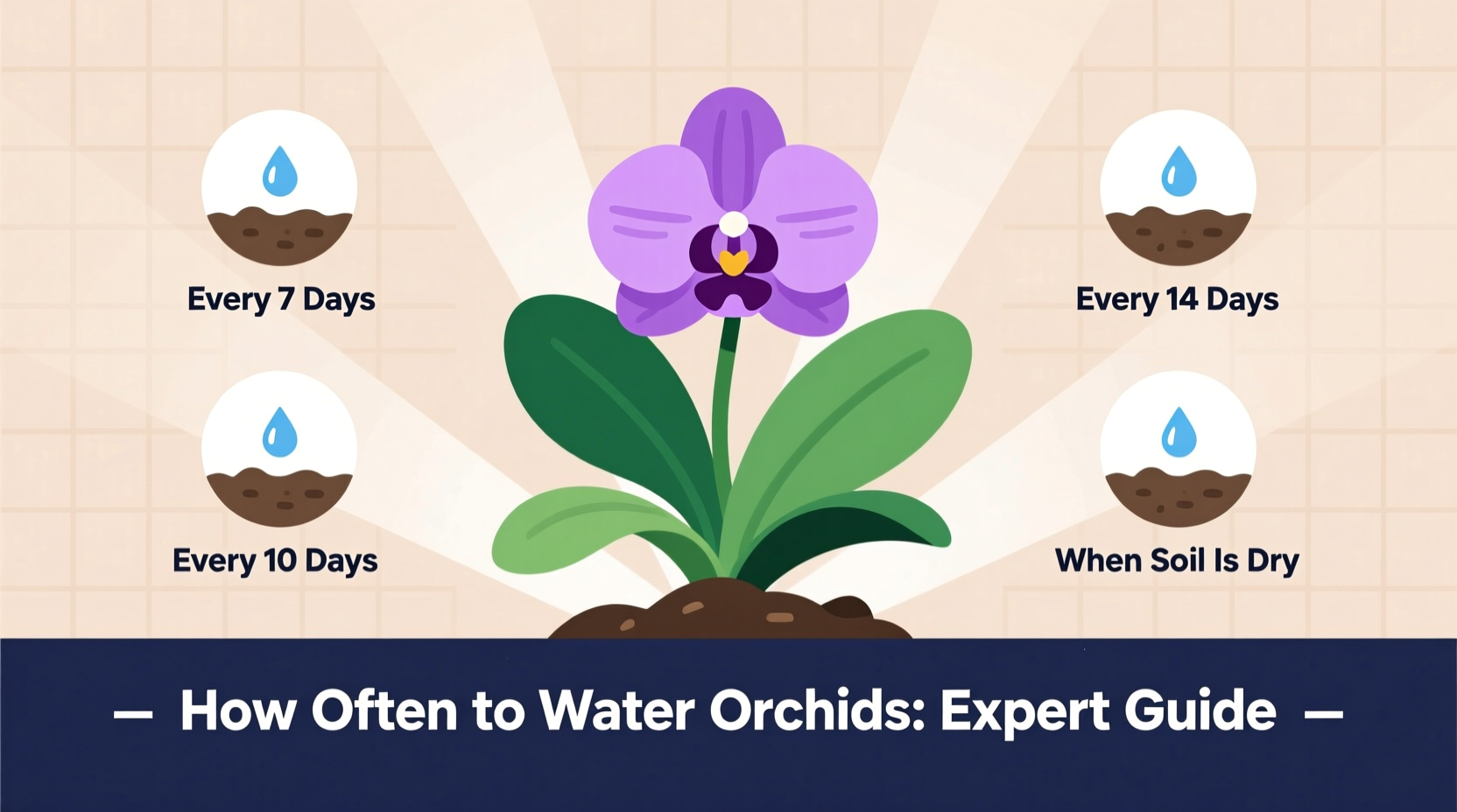how often water orchids