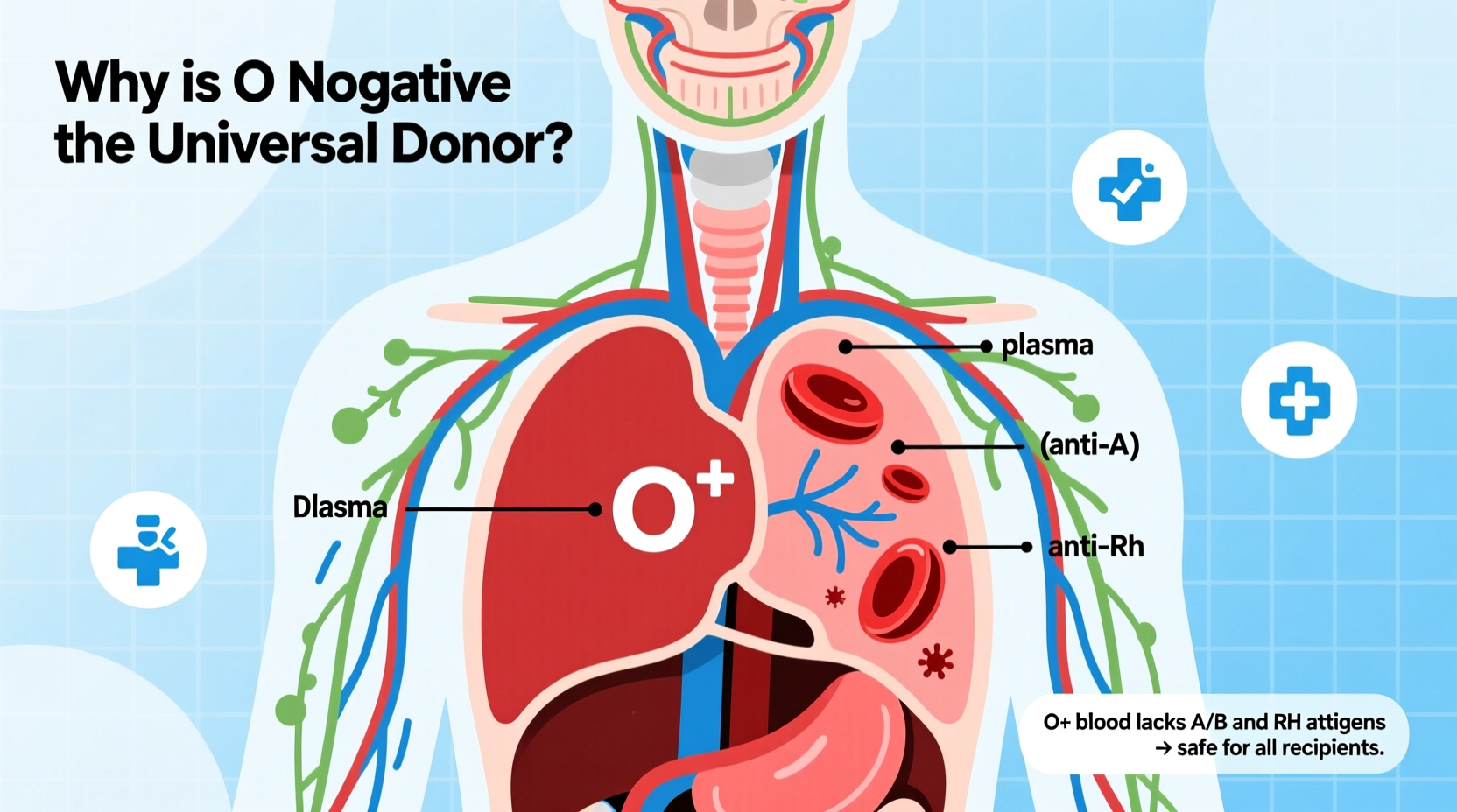 why is o negative blood the universal donor type