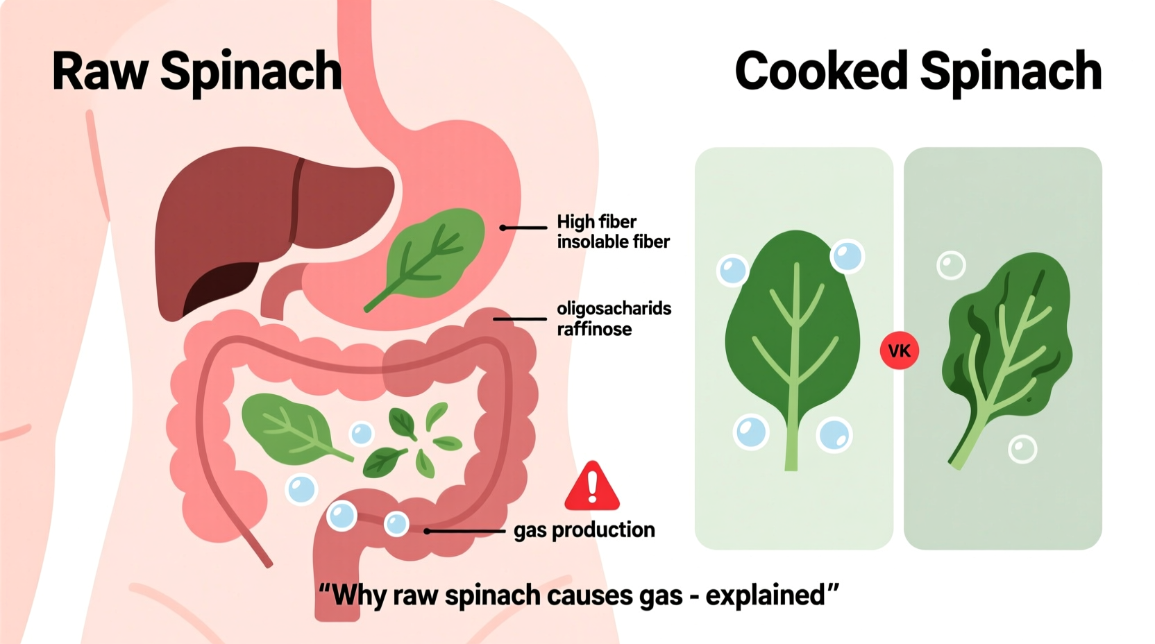 Does Raw Spinach Cause Gas? Science-Backed Answers