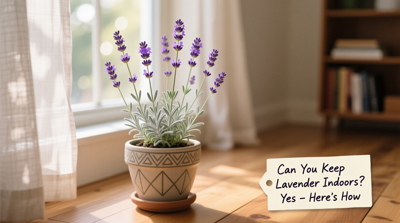 can you keep lavender indoors