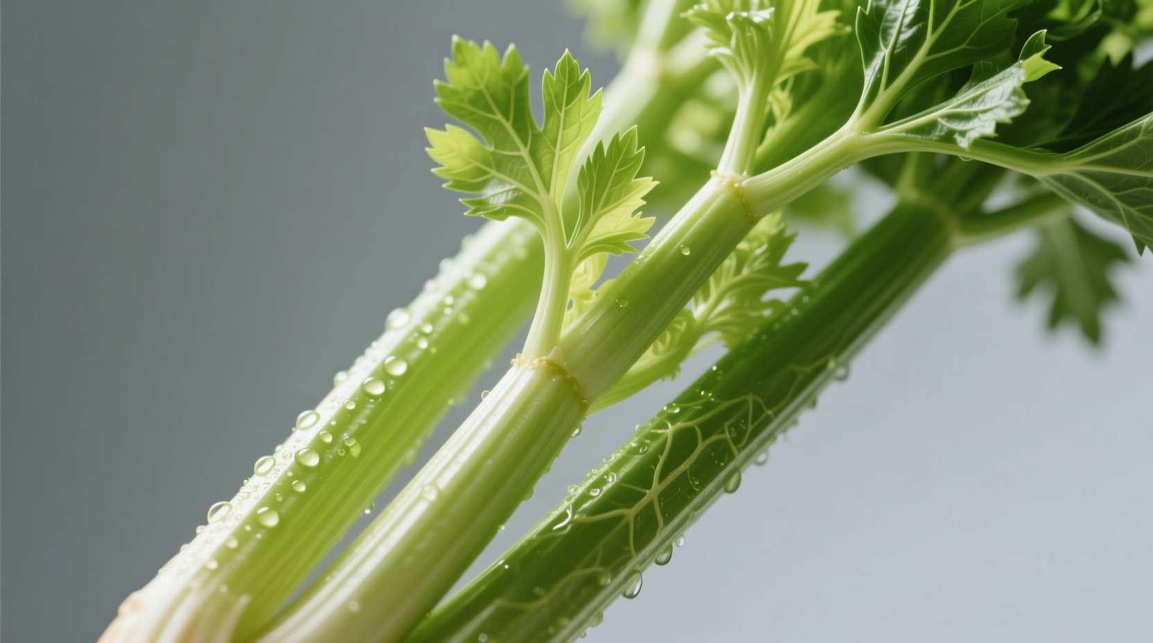 Fresh celery stalks with leaves showing fiber strands