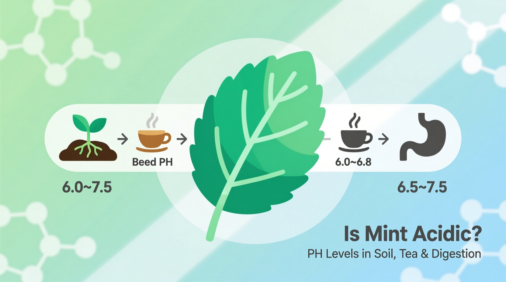 Is Mint Acidic? pH Levels in Soil, Tea & Digestion