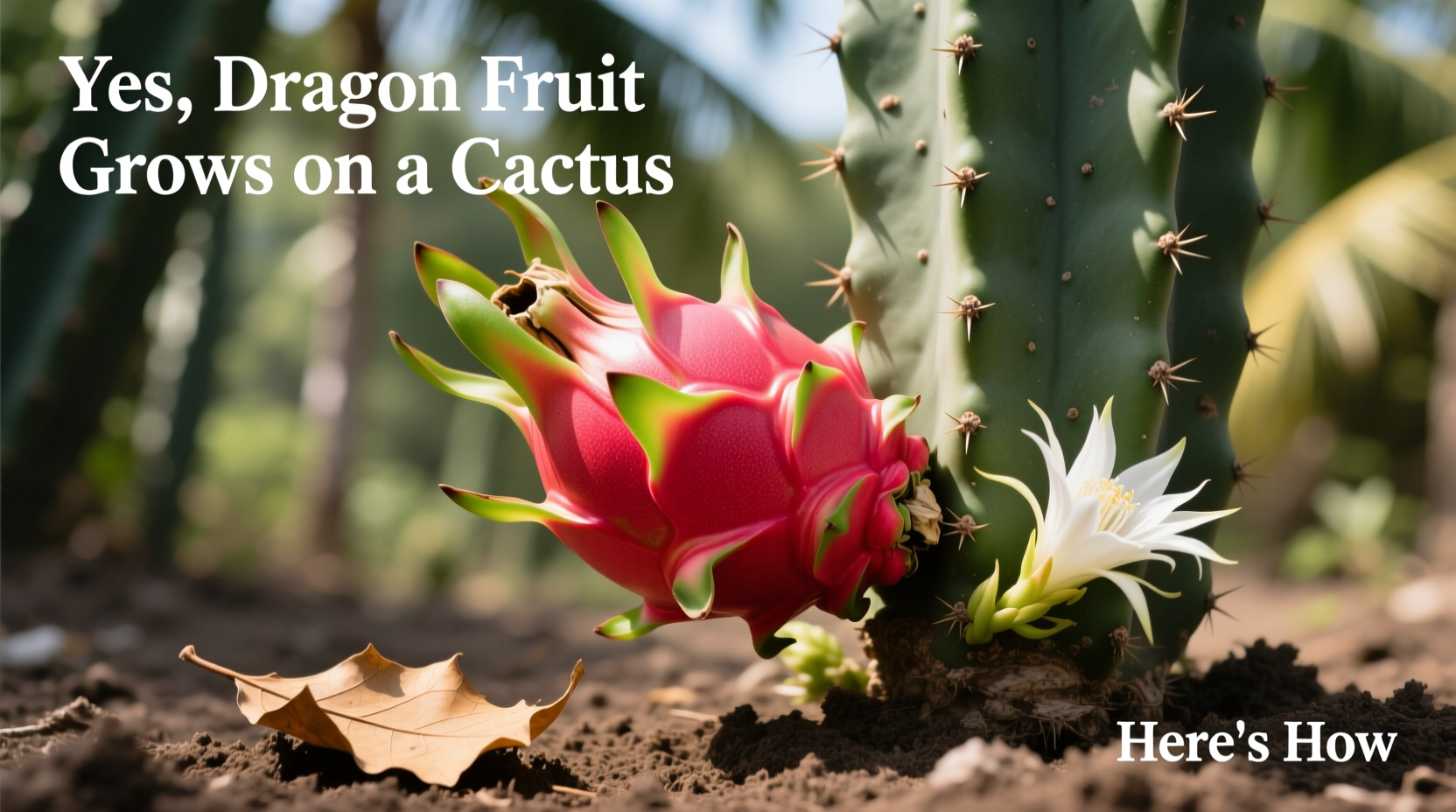 does dragon fruit grow on cactus