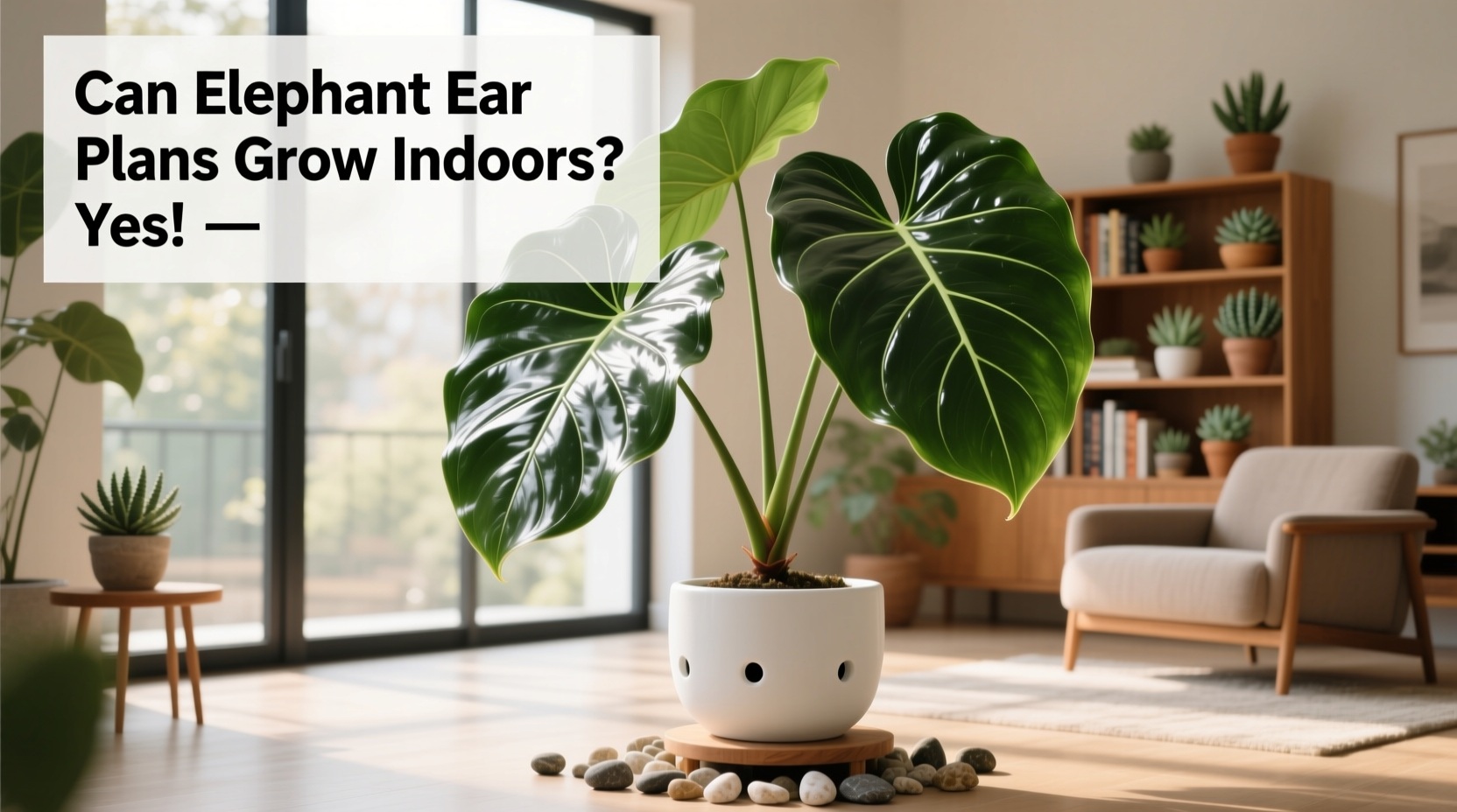 Can Elephant Ear Plants Grow Indoors? Yes!