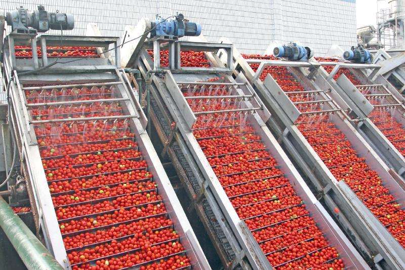 Mango Juice Concentrate Processing Plant Small Scale 1t/H