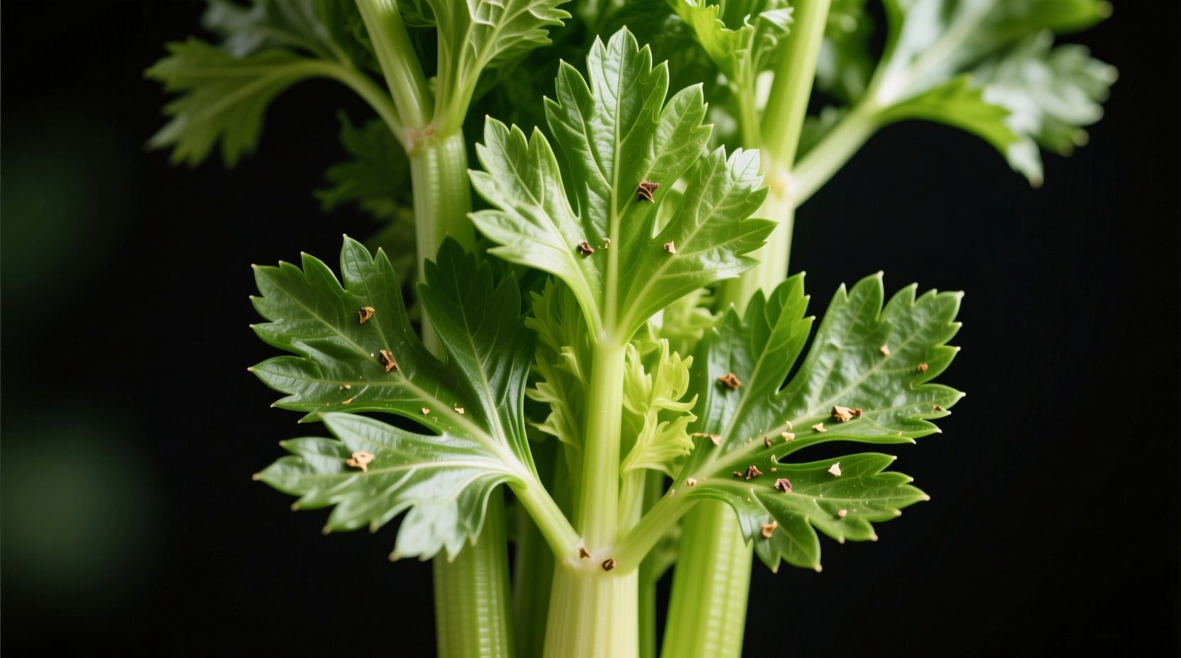 Are Celery Leaves Edible? Yes, and Here's Why You Should Use Them