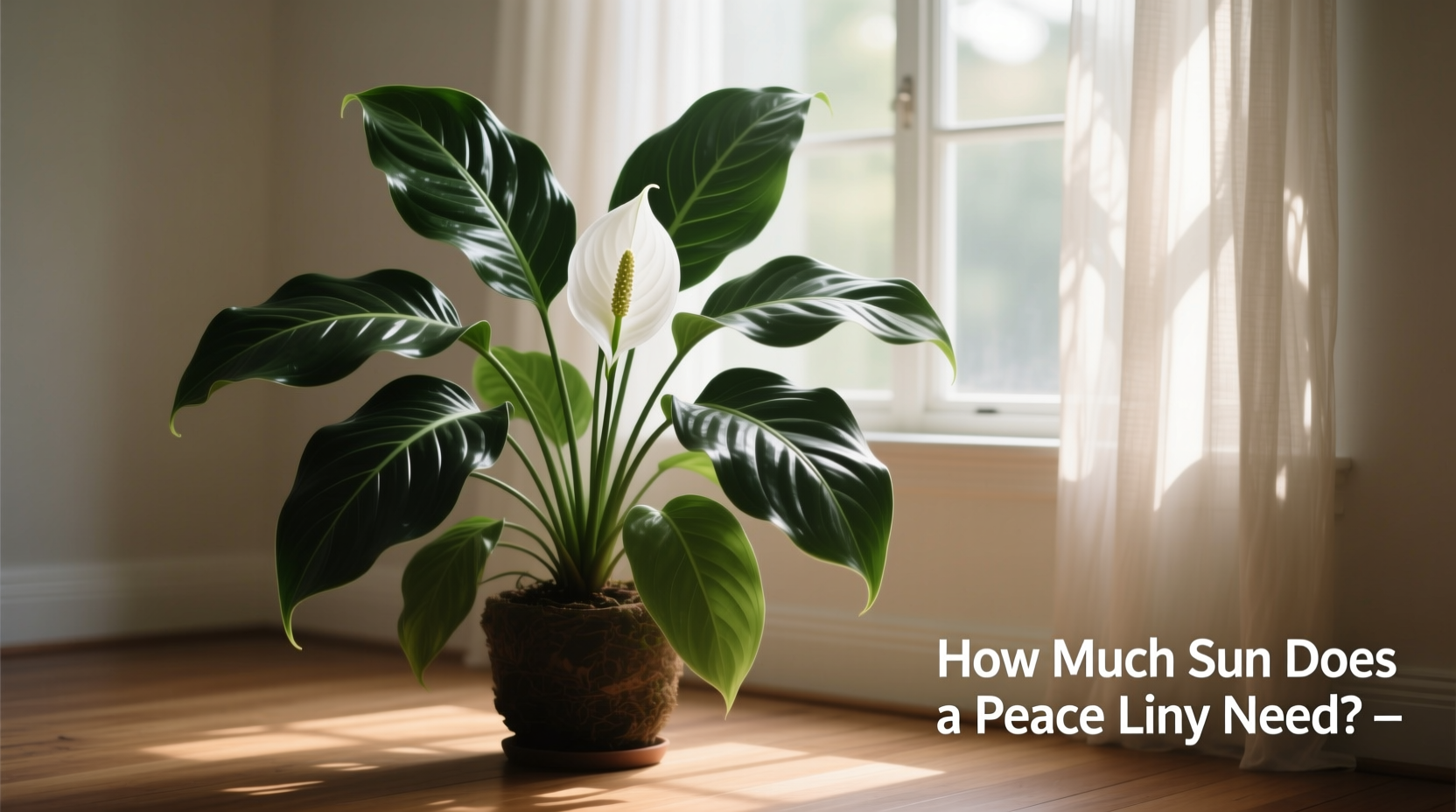 How Much Sun Does a Peace Lily Need?