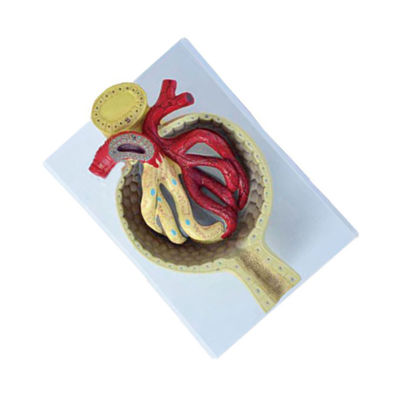 解剖人体器官肾小球模型