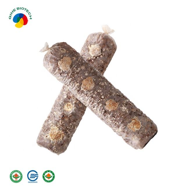 种植新鲜香菇袋出售的种植香菇蘑菇棒 - buy shiitake mushroom stick