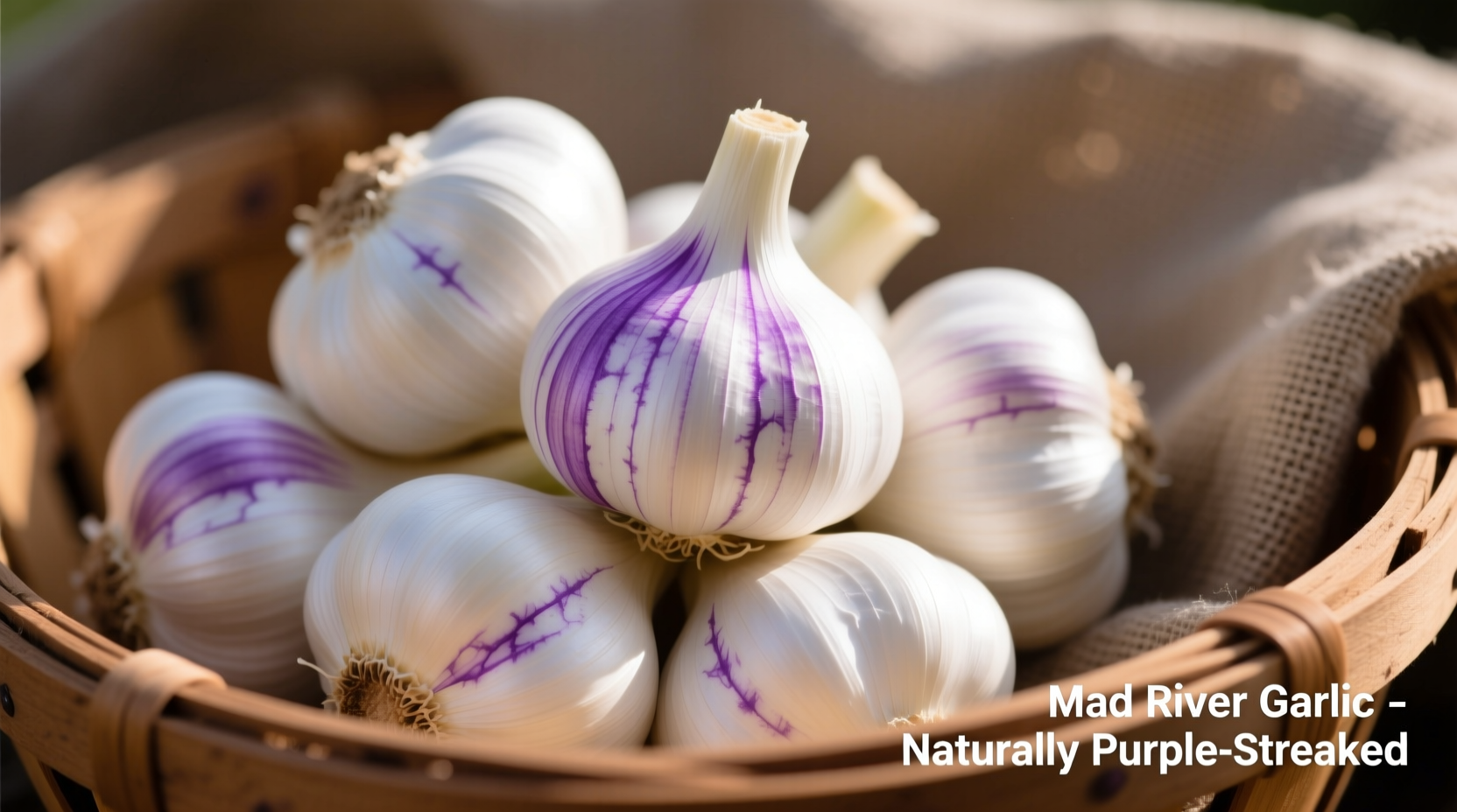 Fresh Mad River garlic bulbs with purple streaks on white skin