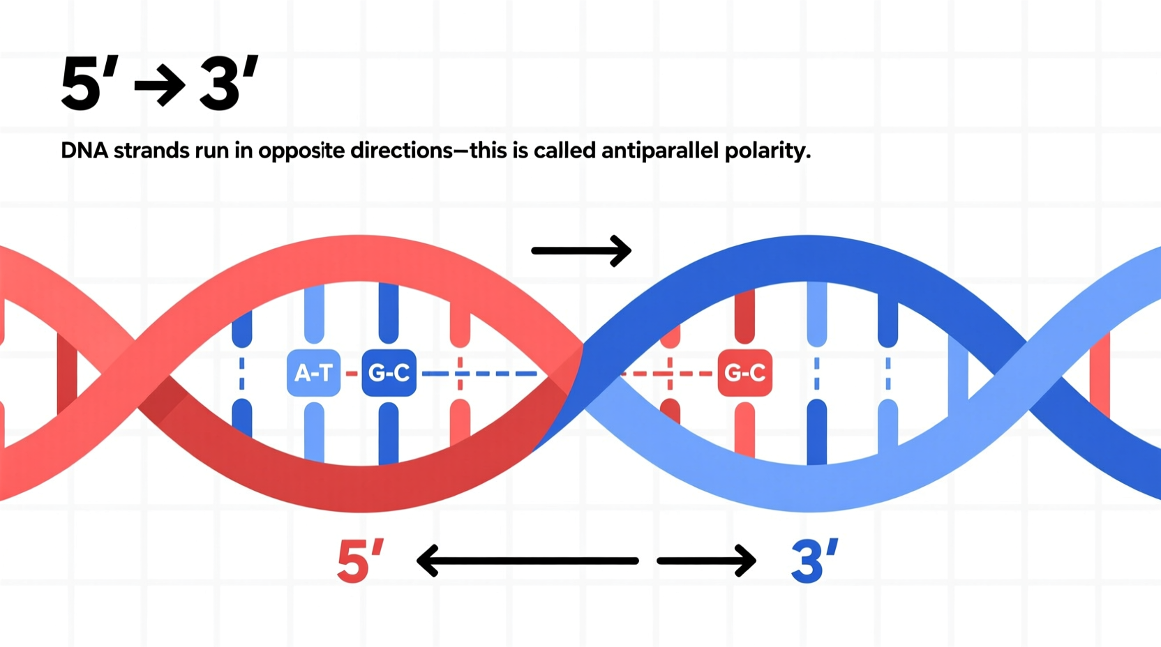 why dna strands are polar polarity explained simply