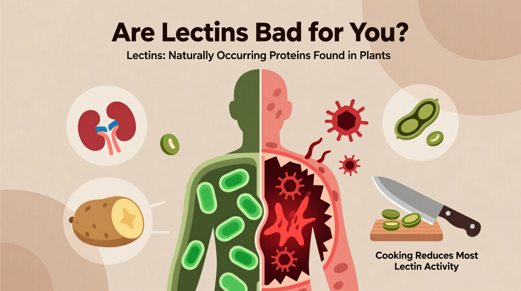 are lectins bad for you understanding the potential concerns