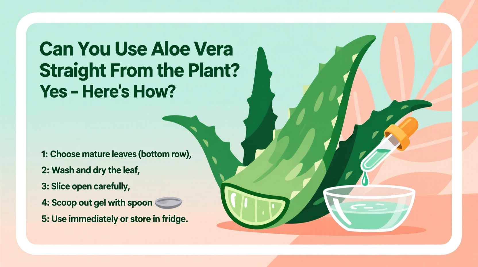 can you use aloe vera straight from the plant