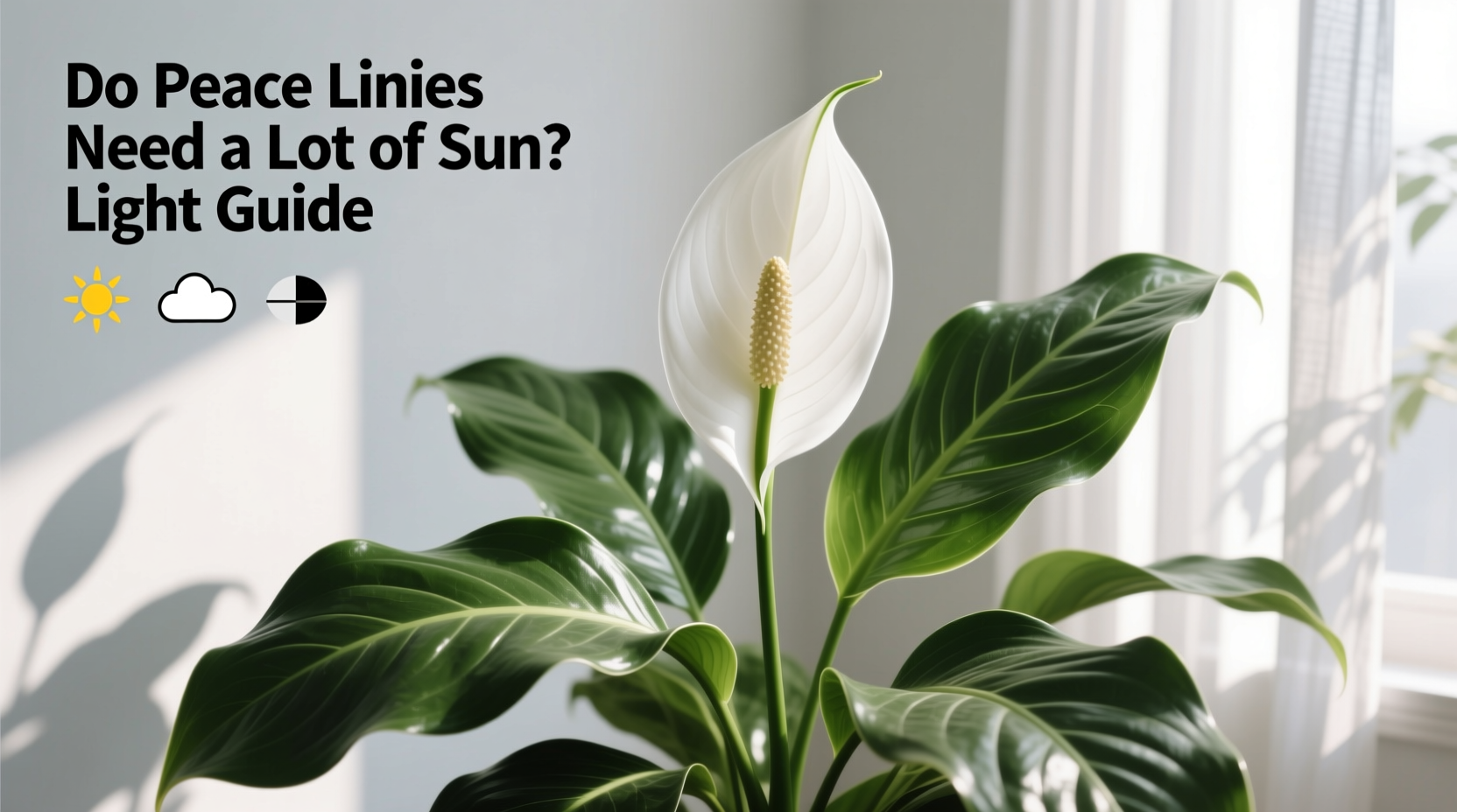 do peace lilies need a lot of sun