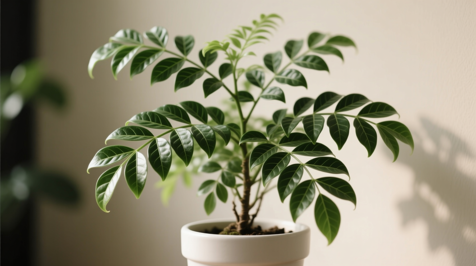 Ming Aralia plant showing lush green leaves and intricate branching structure in ceramic pot