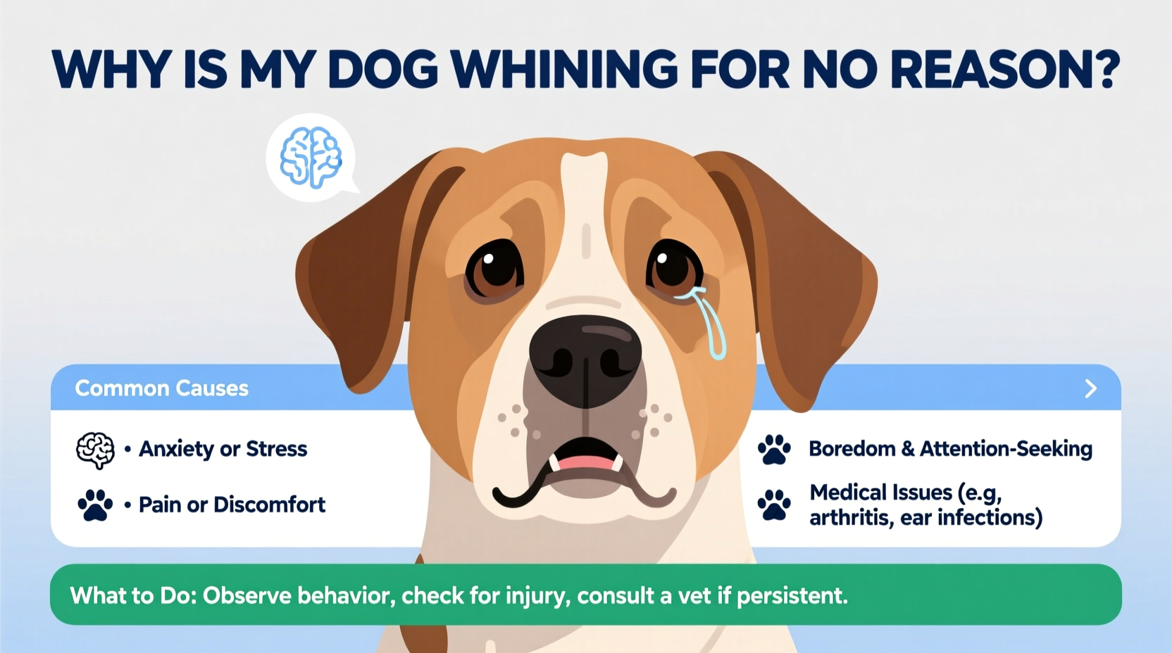 dog whining for no reason common causes what to do