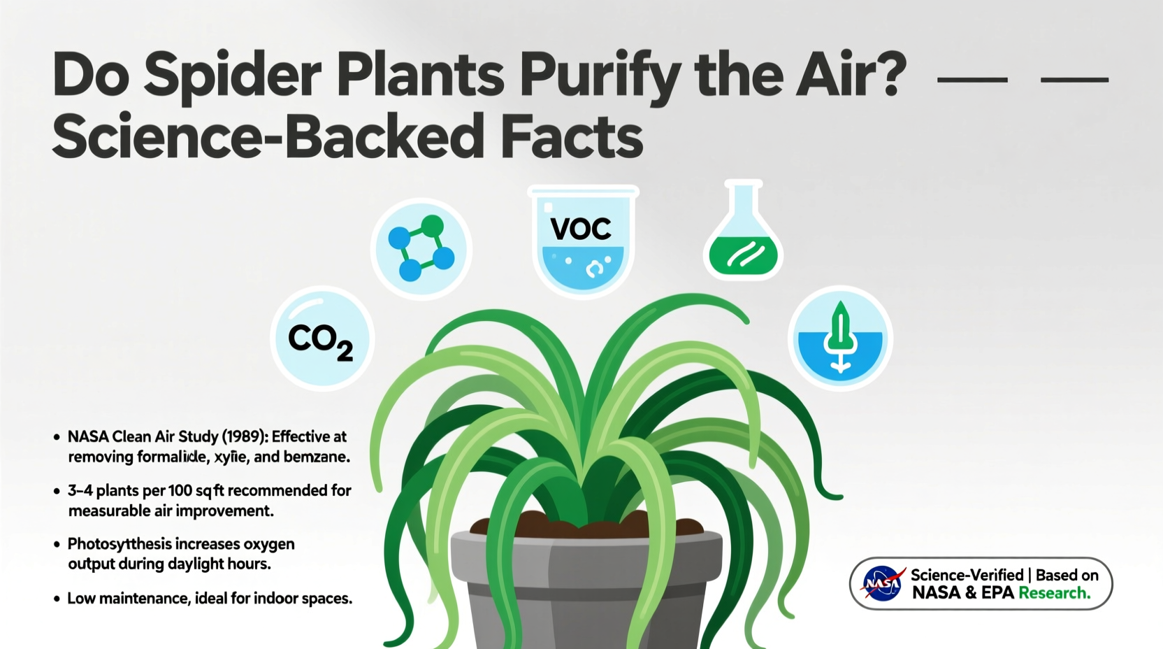 Do Spider Plants Purify the Air? Science-Backed Facts