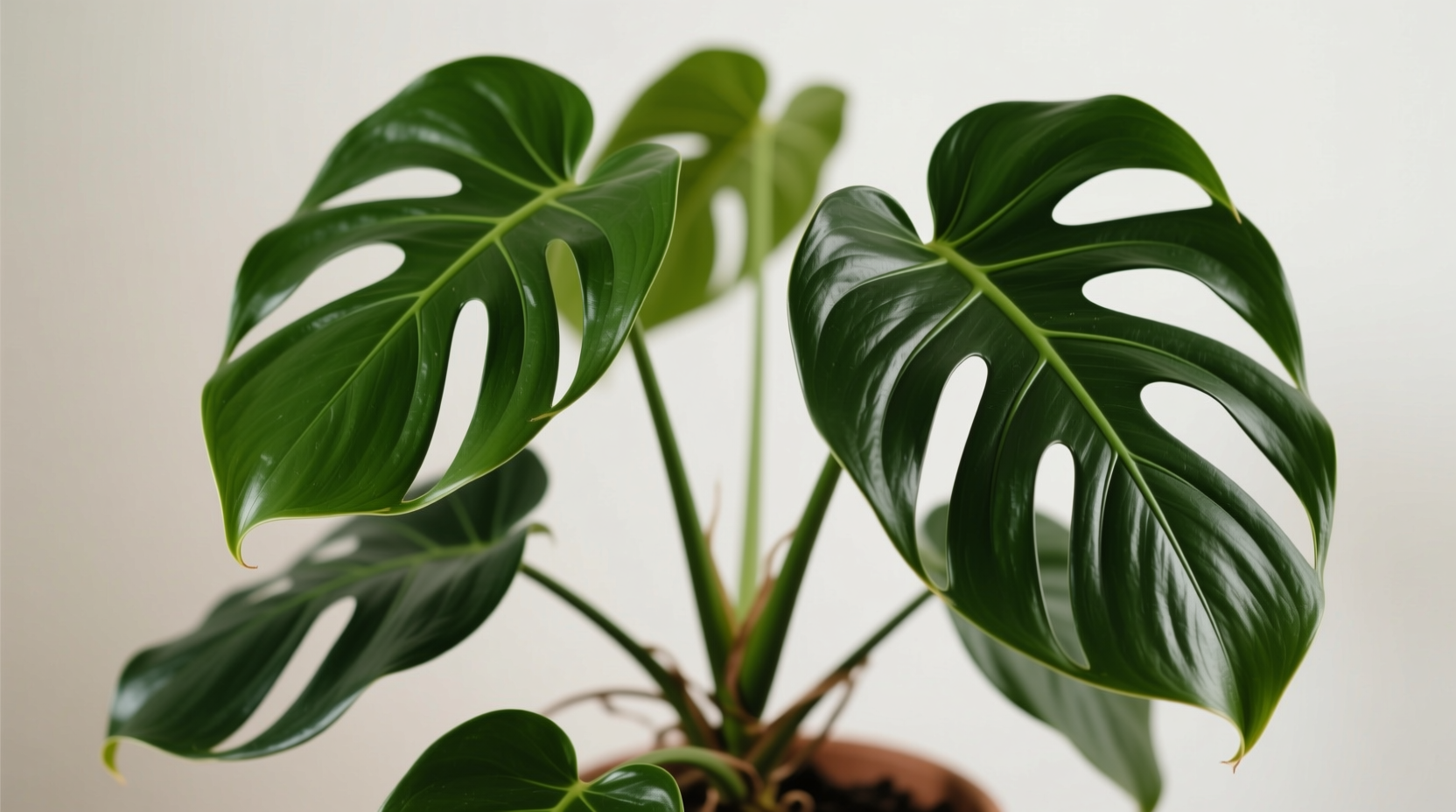 Is a Philodendron Plant Poisonous? Key Facts & Safety Tips