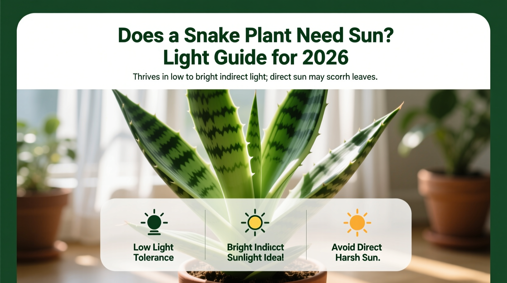 does a snake plant need sun