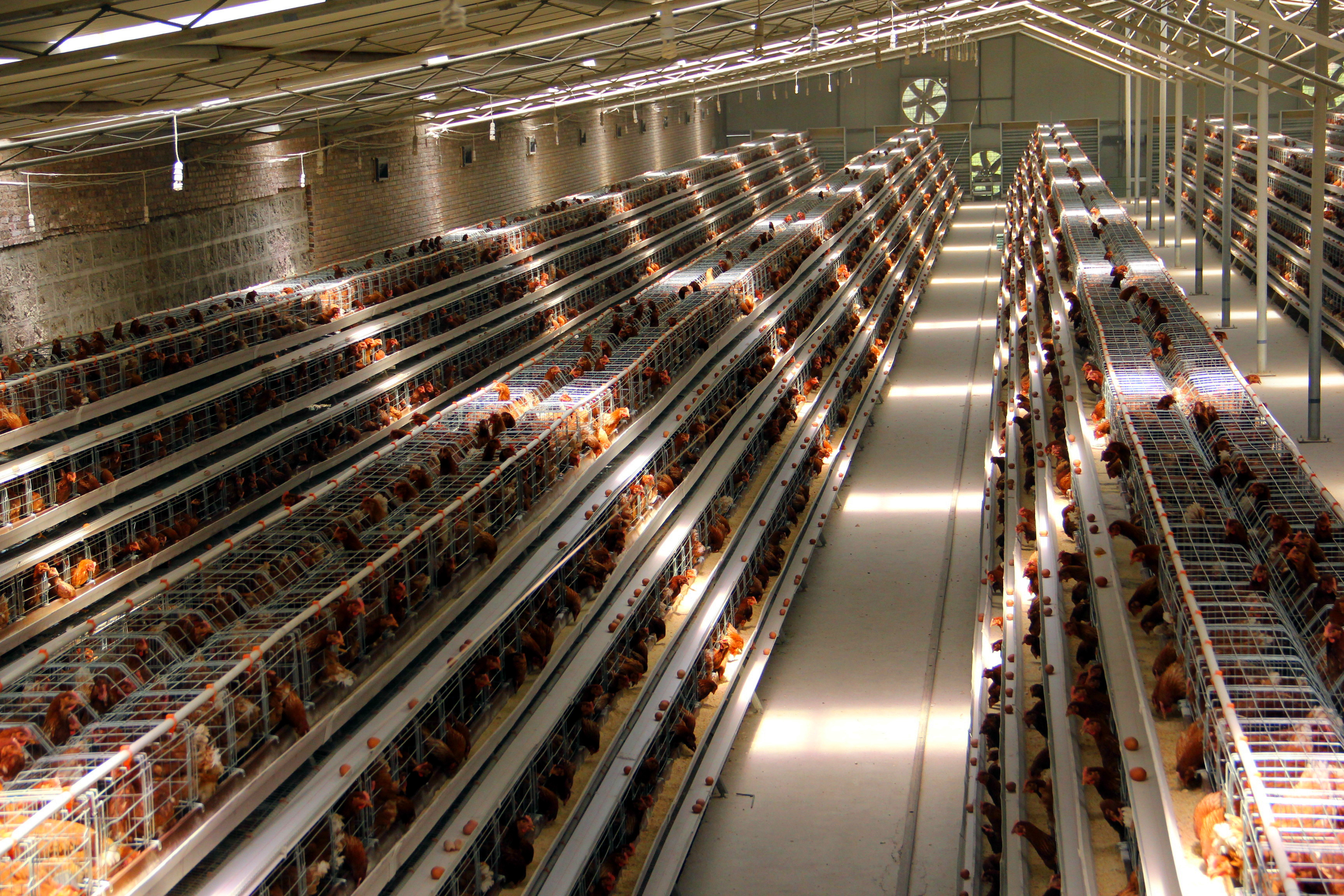 Read More About small chicken cages for sale