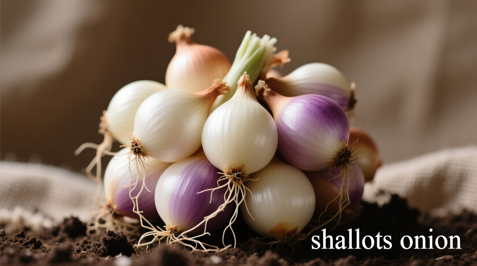 Shallots vs Onions: Key Differences & When to Use Each