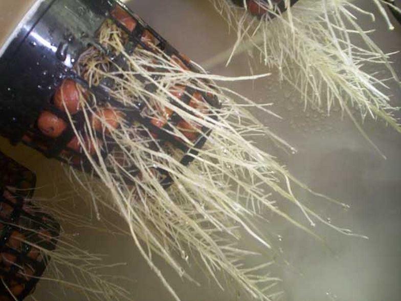 Ciottoli Di Argilla Per Piante | Palline Drenaggio Idroponica | Carbonio Argilloso 1.5cm - Foto 2